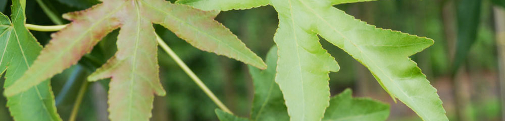 Liquidambar styraciflua 'Parasol'