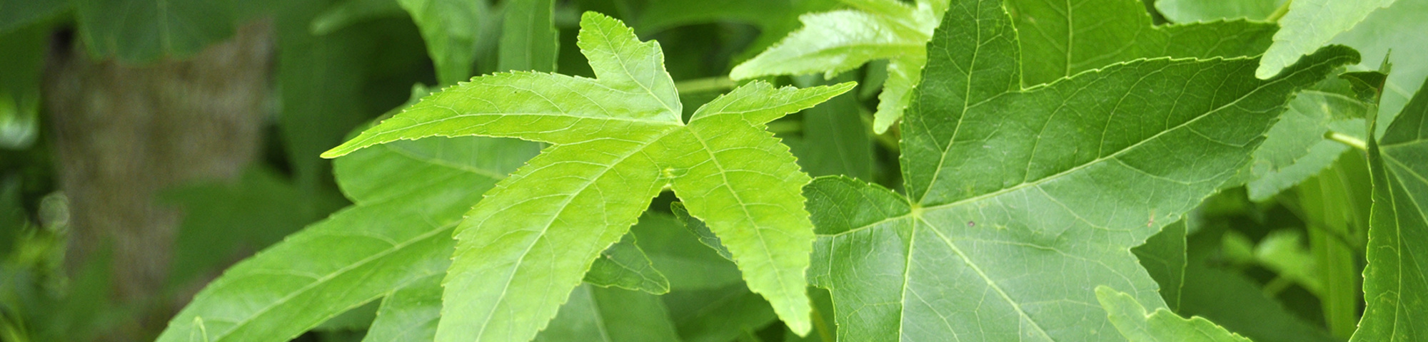 Liquidambar styraciflua 'Slender Silhouette'