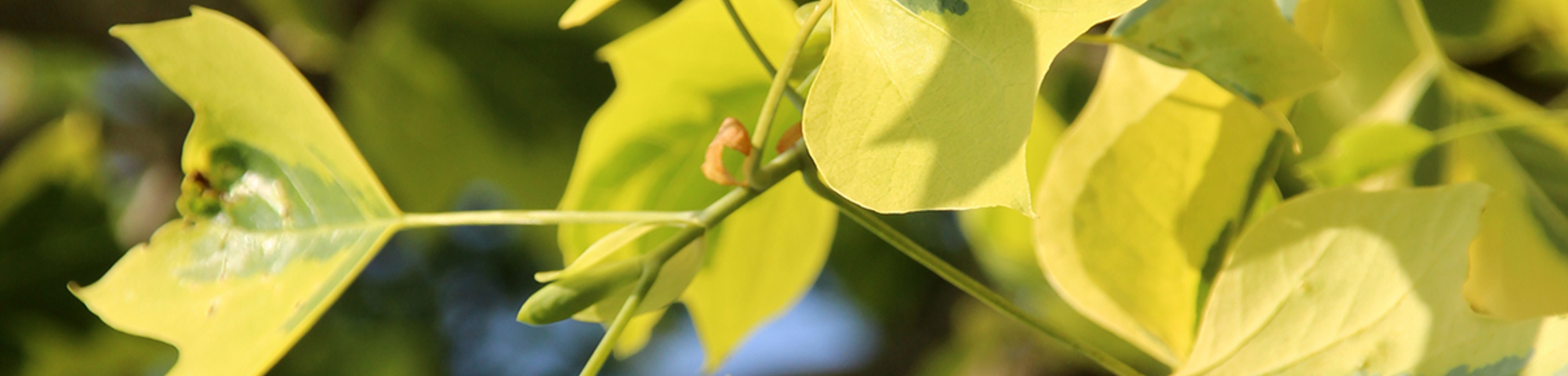 Liriodendron tulipifera 'Aureomarginatum'