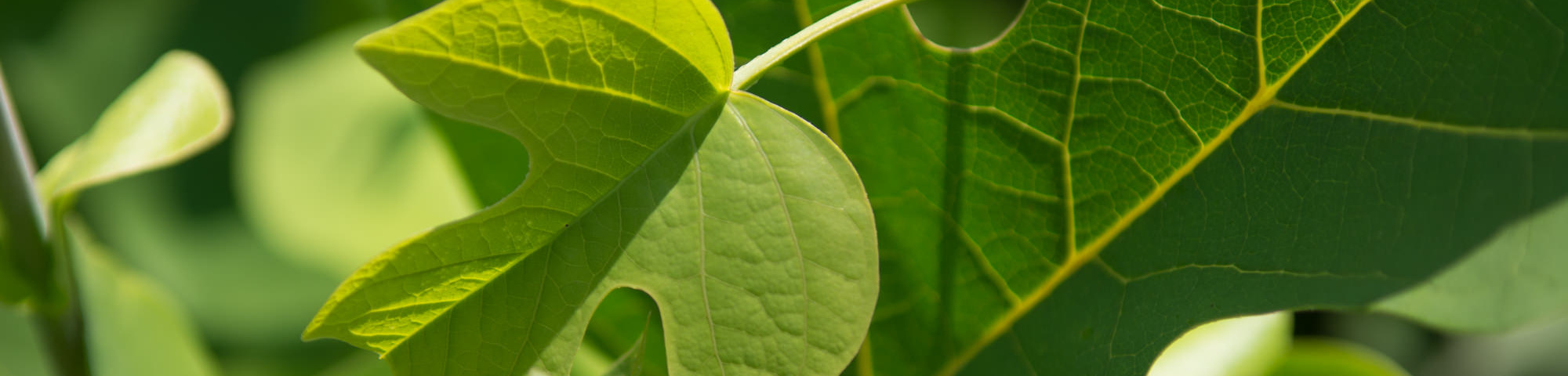 Liriodendron tulipifera