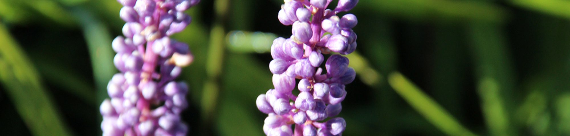 Liriope muscari