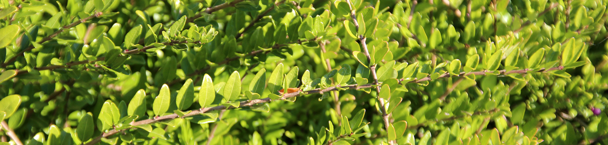 Lonicera nitida