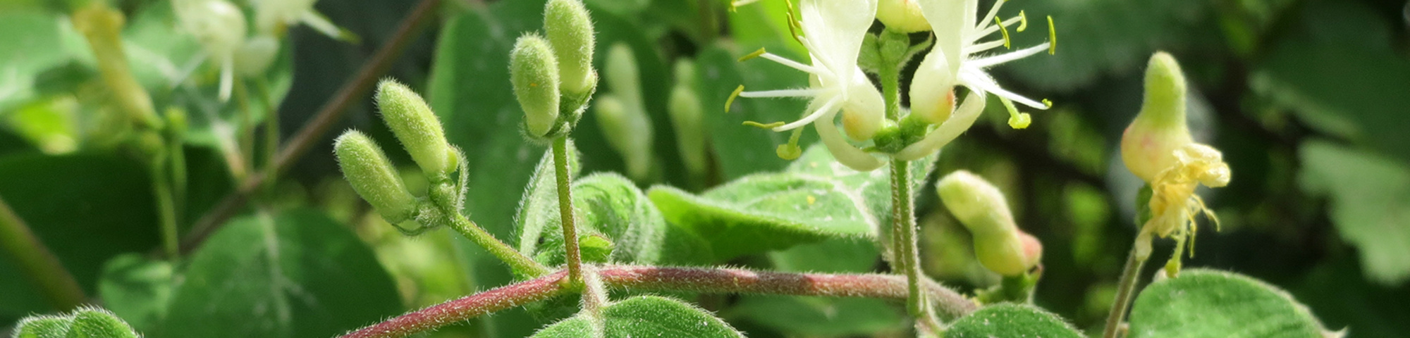 Lonicera xylosteum