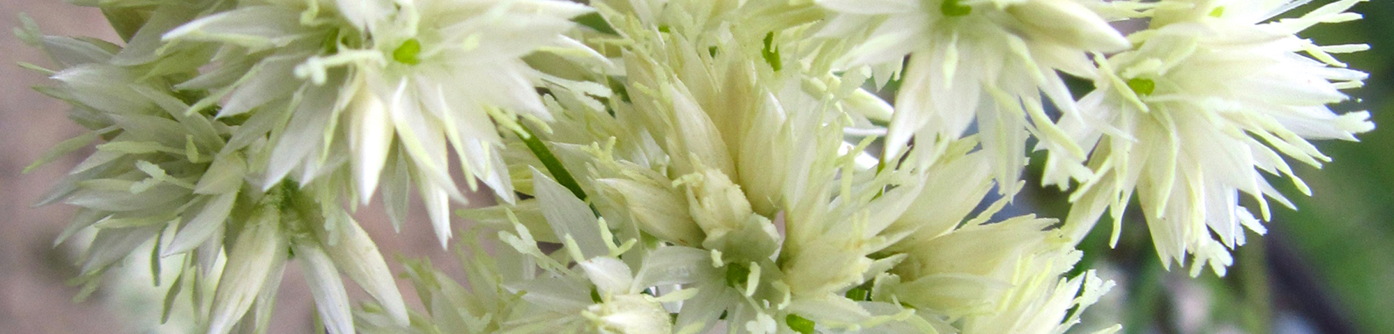 Luzula nivea