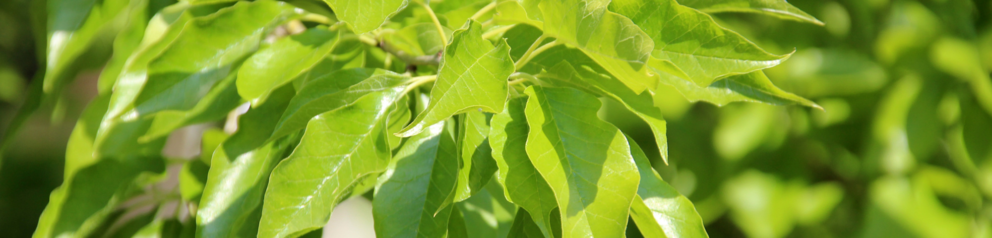 Maclura pomifera