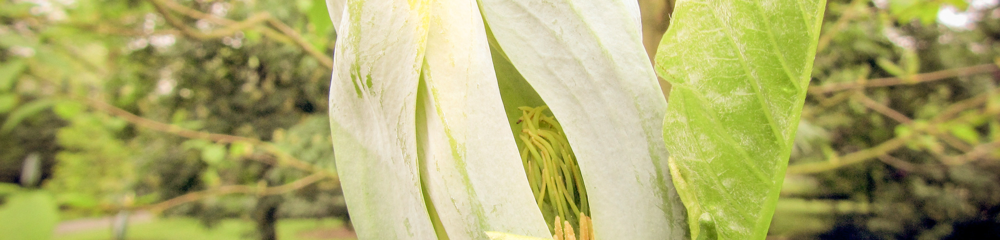 Magnolia acuminata