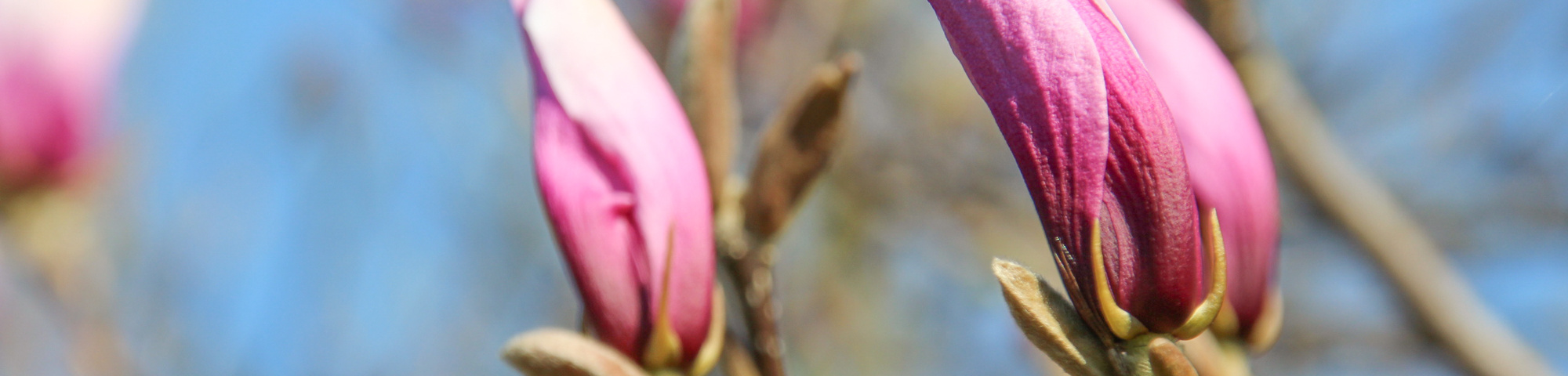 Magnolia 'Betty'