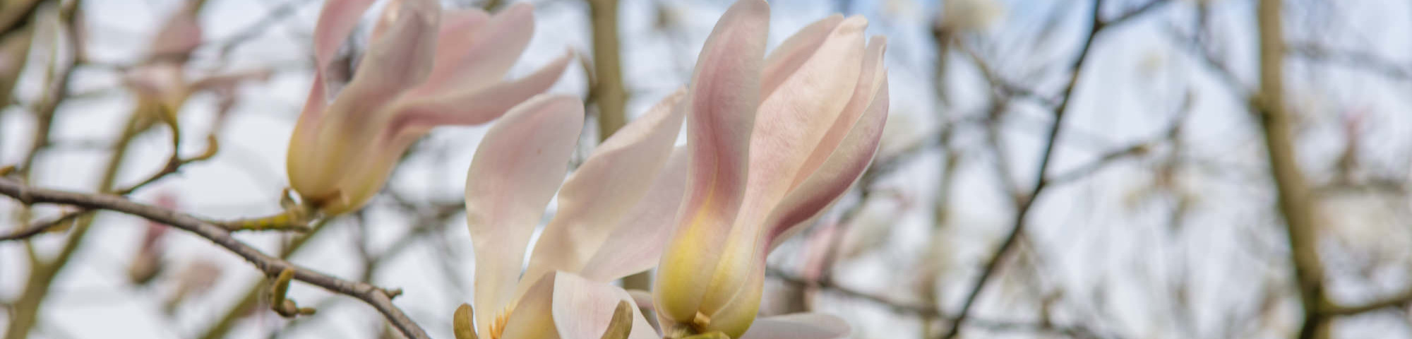 Magnolia biondii