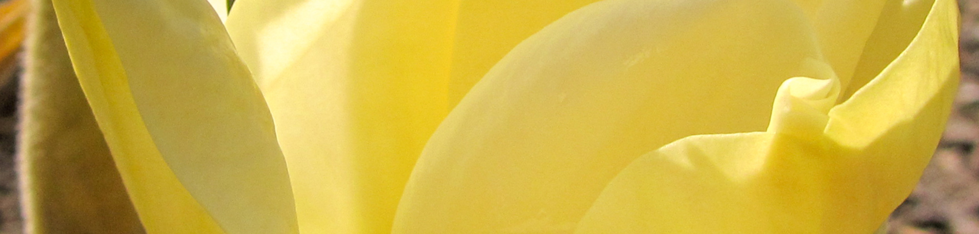 Magnolia denudata 'Fei Huang'