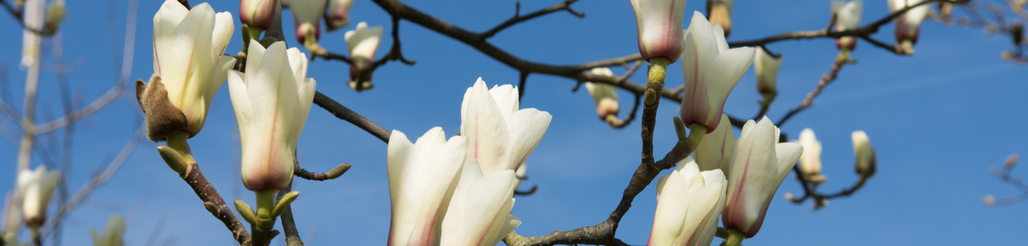 Magnolia denudata