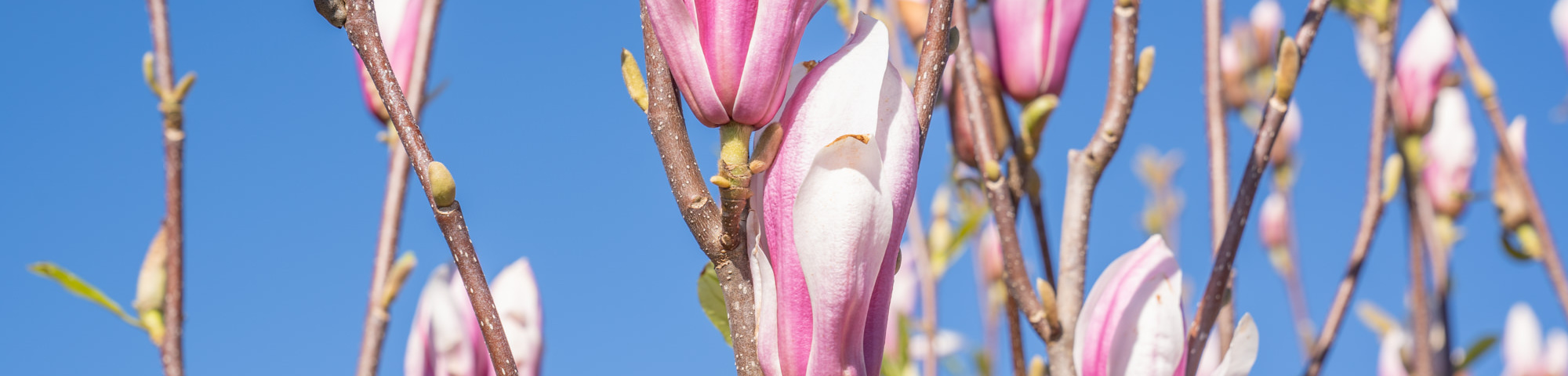 Magnolia denudata 'Fragrant Cloud'