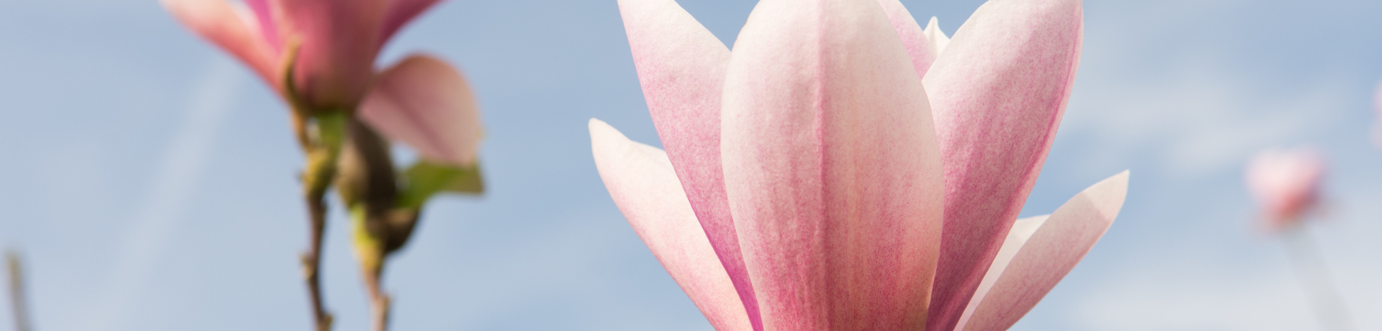 Magnolia 'Heaven Scent'