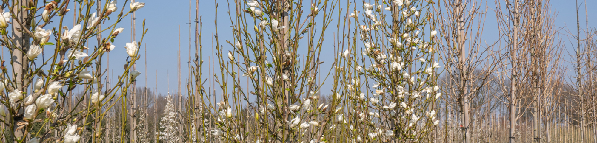 Magnolia kobus ISIS
