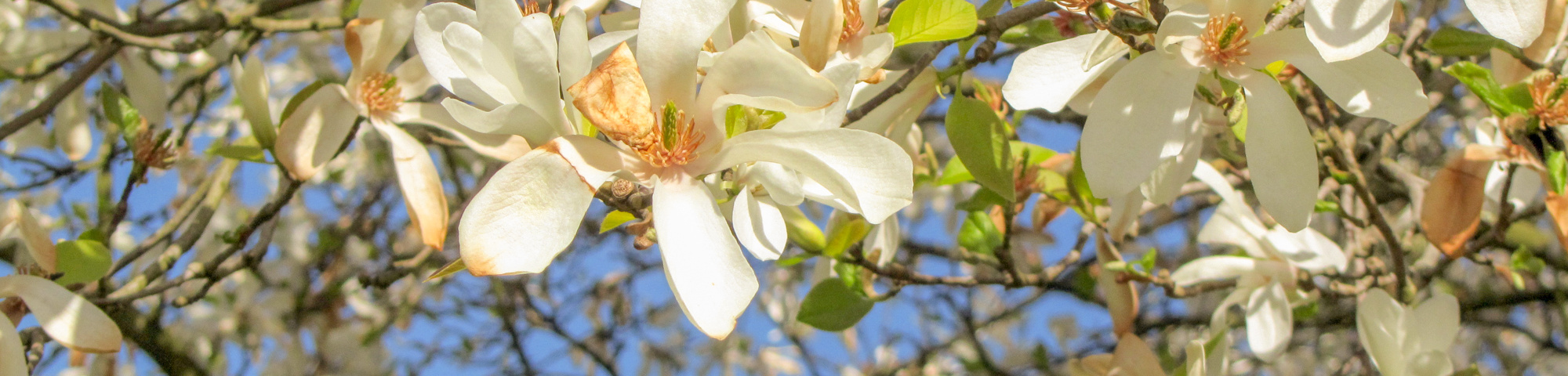 Magnolia kobus var. borealis