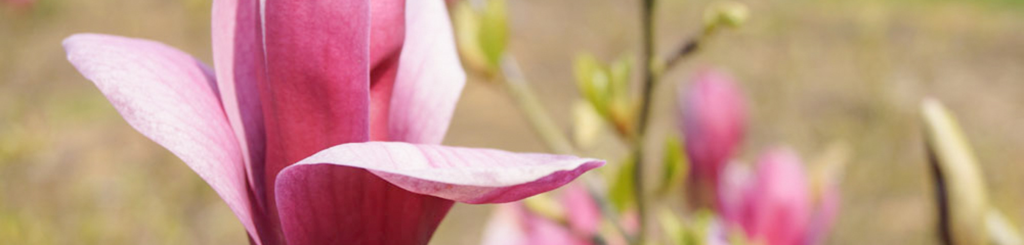 Magnolia liliiflora 'Nigra'