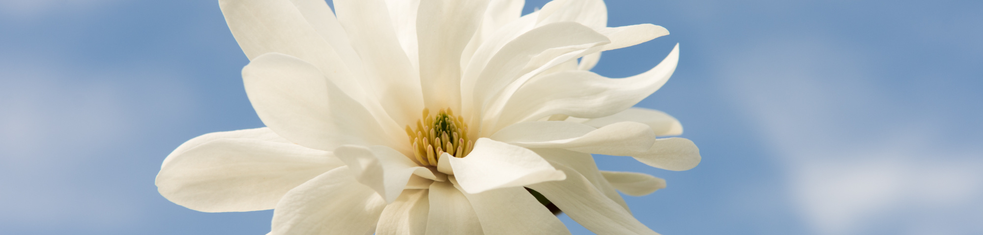 Magnolia loebneri 'Ballerina'
