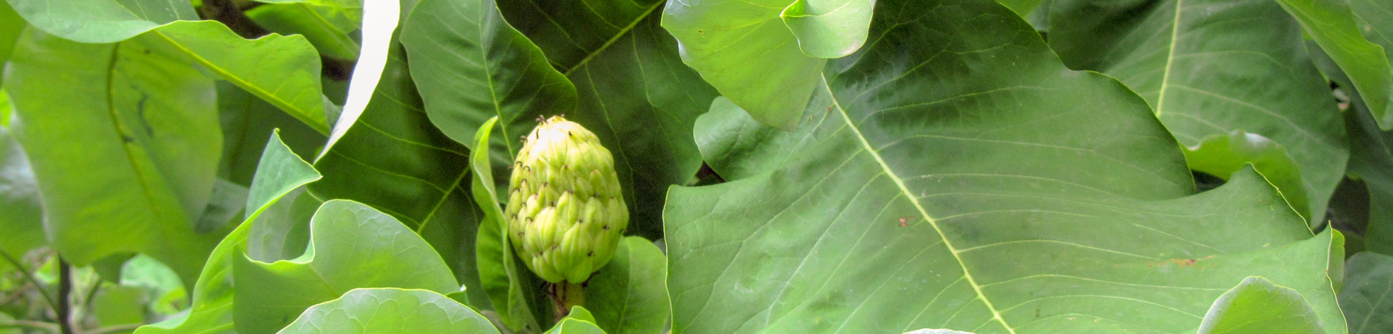 Magnolia macrophylla