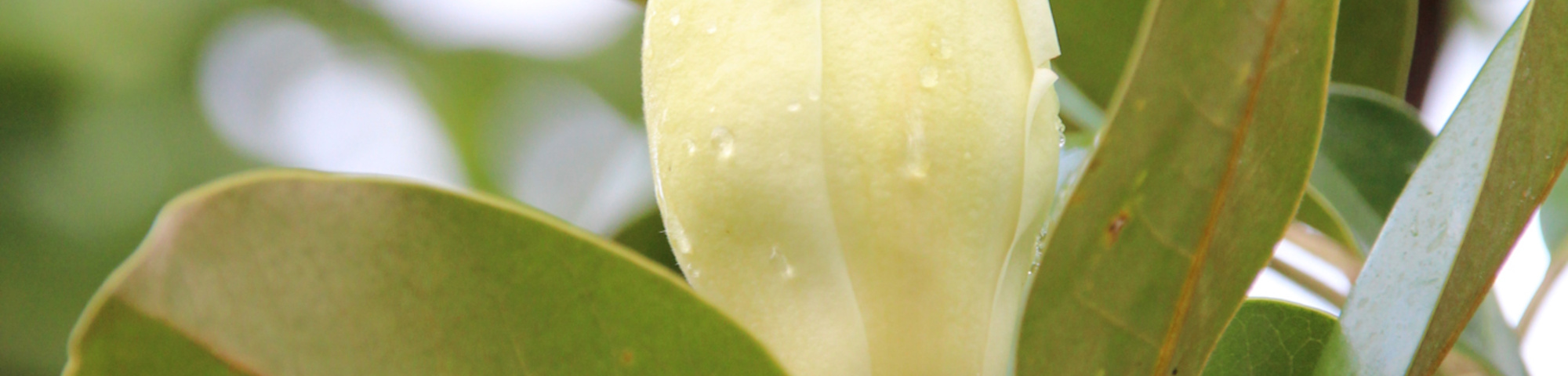 Magnolia 'Maryland'