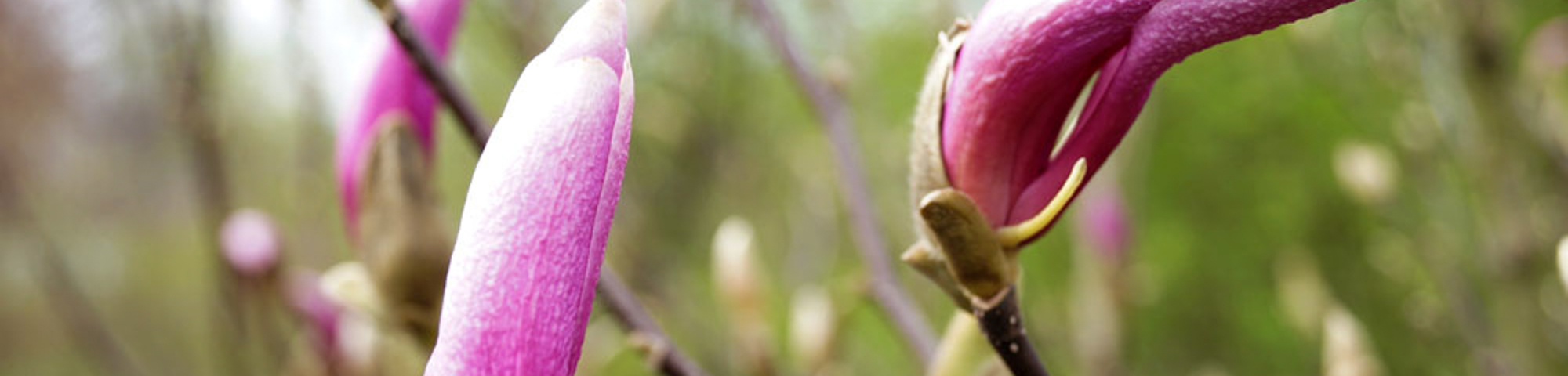 Magnolia 'Red Lucky'