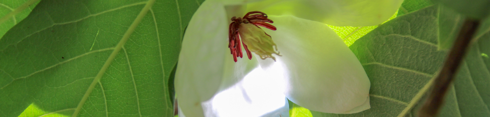 Magnolia sieboldii subsp. sinensis