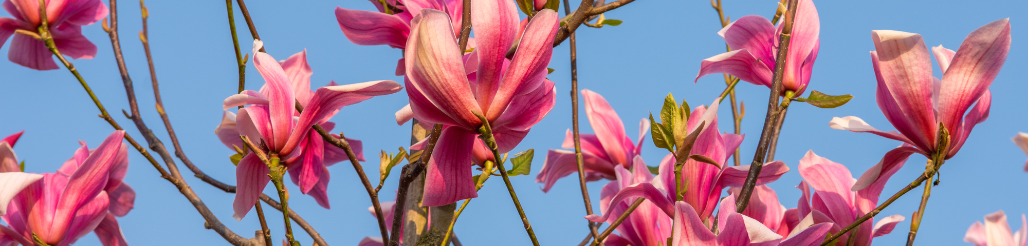 Magnolia 'Spectrum'