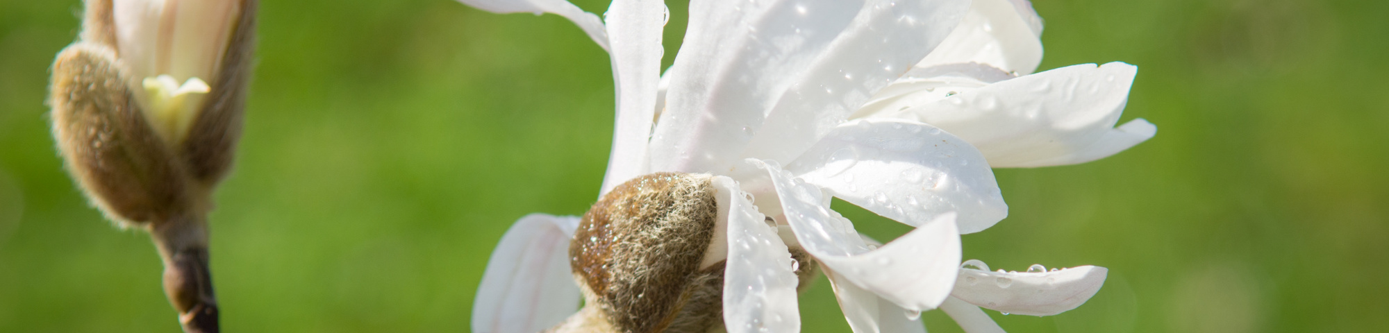 Magnolia stellata