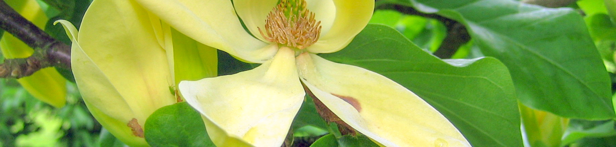 Magnolia x brooklynensis 'Yellow Bird'