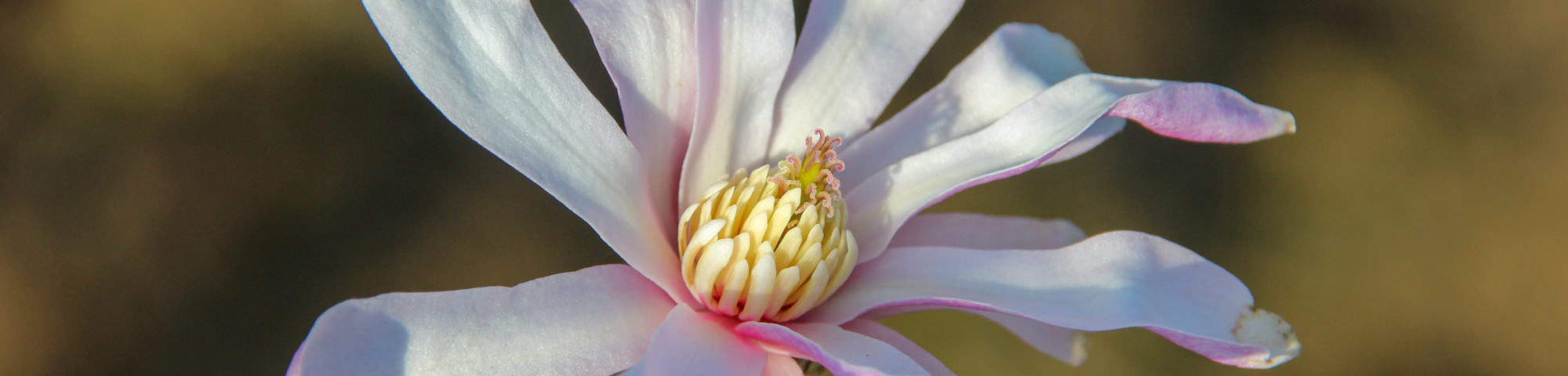 Magnolia x loebneri 'Leonard Messel'