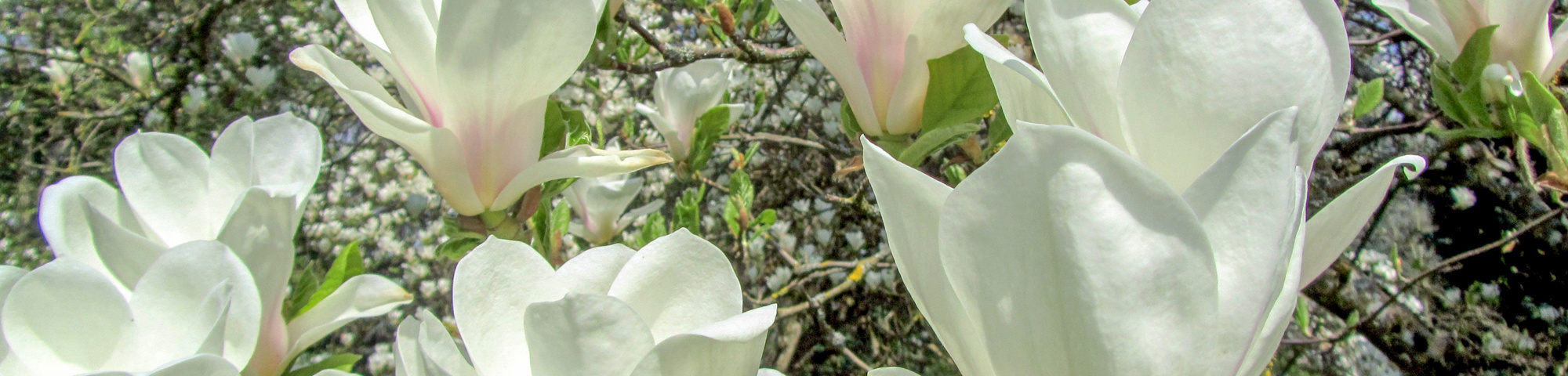 Magnolia x soulangeana 'Alba Superba'