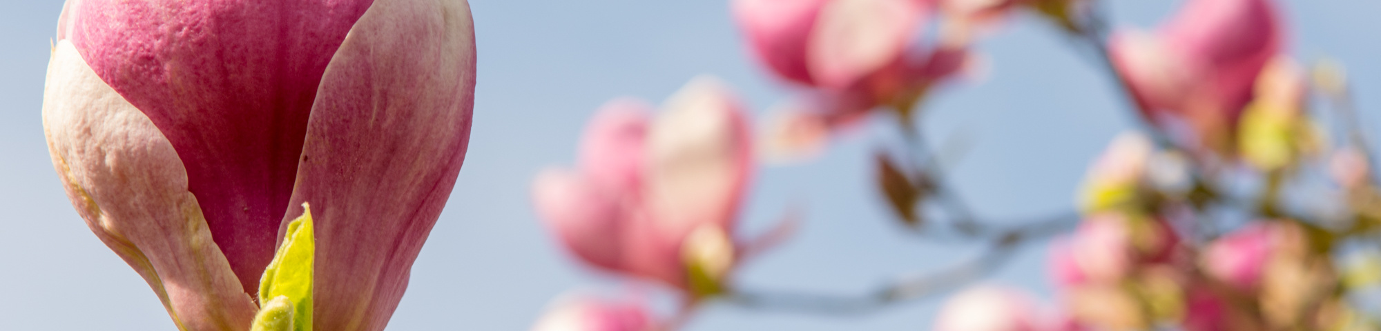 Magnolia x soulangeana 'Rustica Rubra'