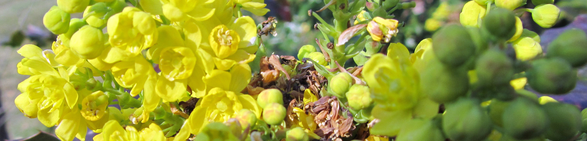 Mahonia aquifolium 'Apollo'