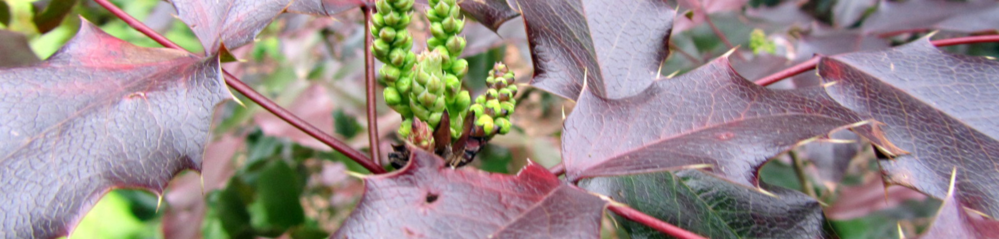 Mahonia aquifolium 'Atropurpurea'