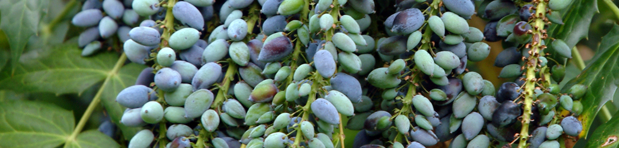 Mahonia japonica