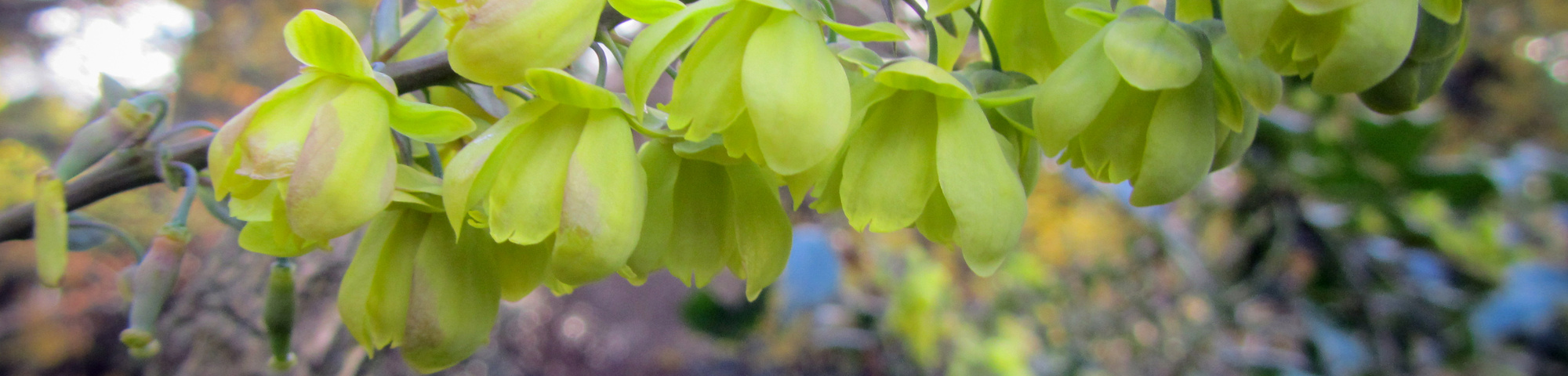 Mahonia japonica 'Hivernant'
