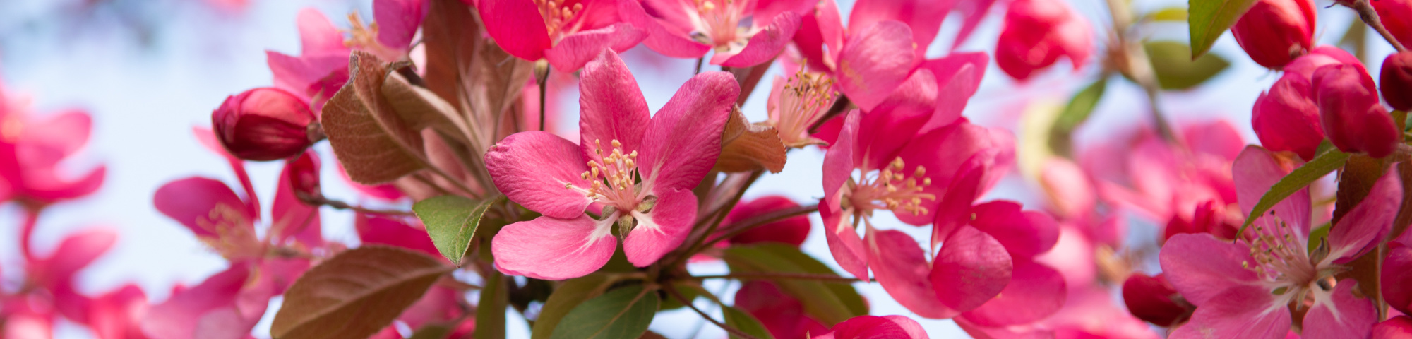 Malus 'Adams'