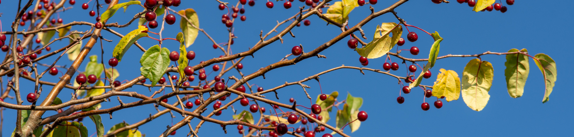 Malus baccata 'Street Parade'