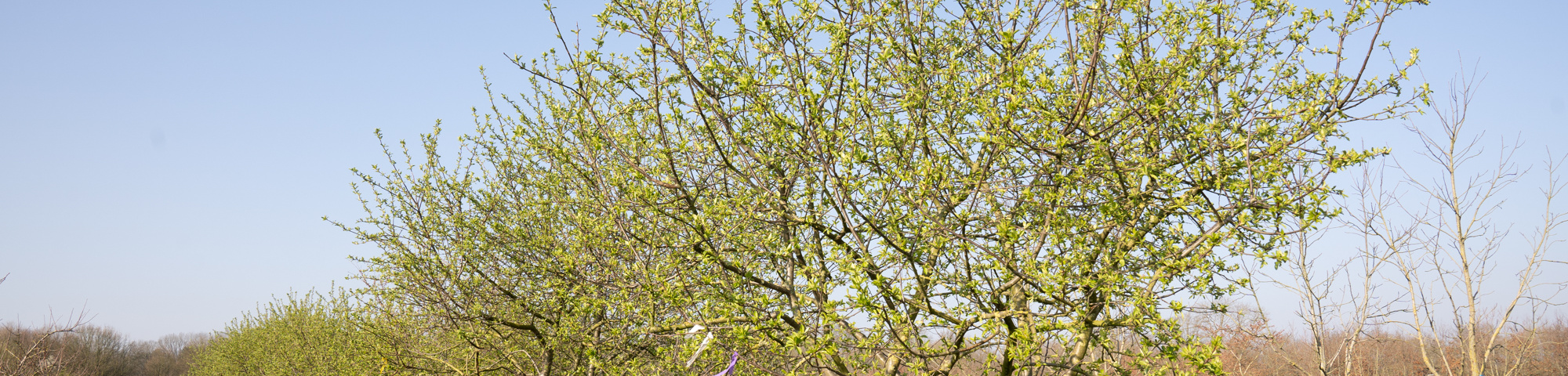 Malus 'Butterball'