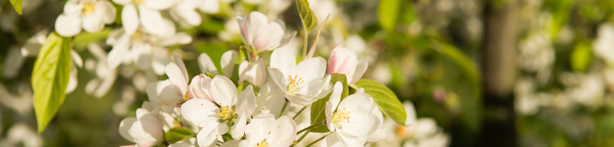 Malus 'David'