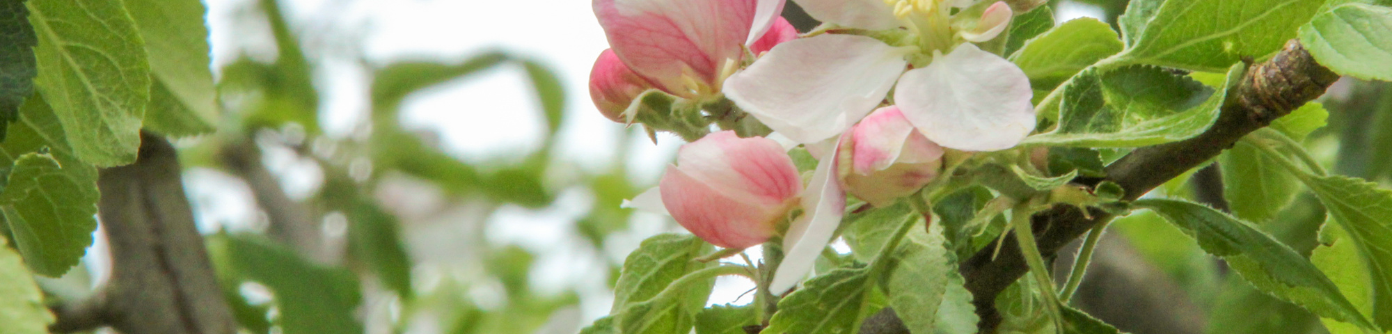 Malus domestica 'Cox's Orange Pippin'