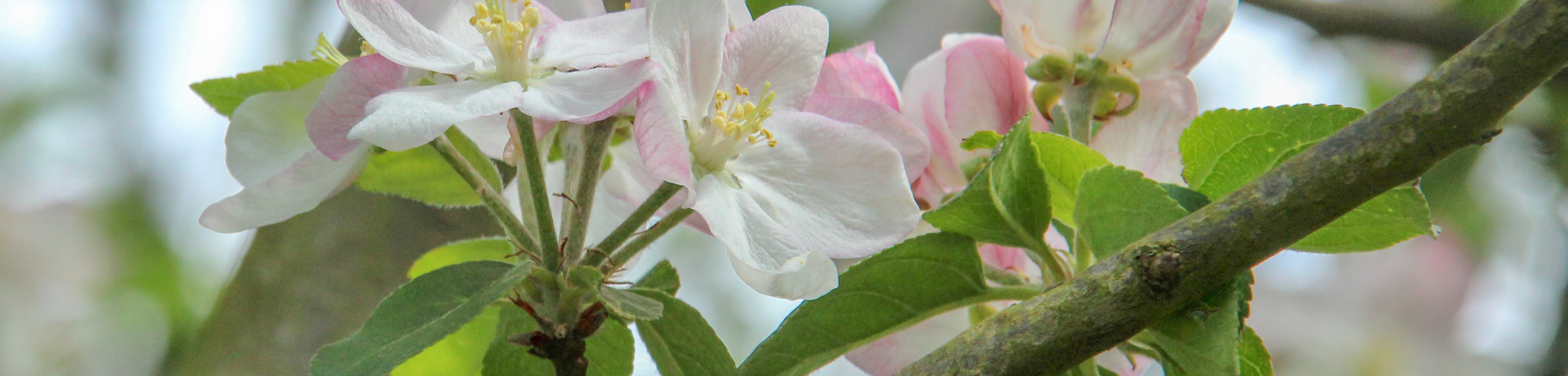 Malus domestica 'Golden Pearmain'