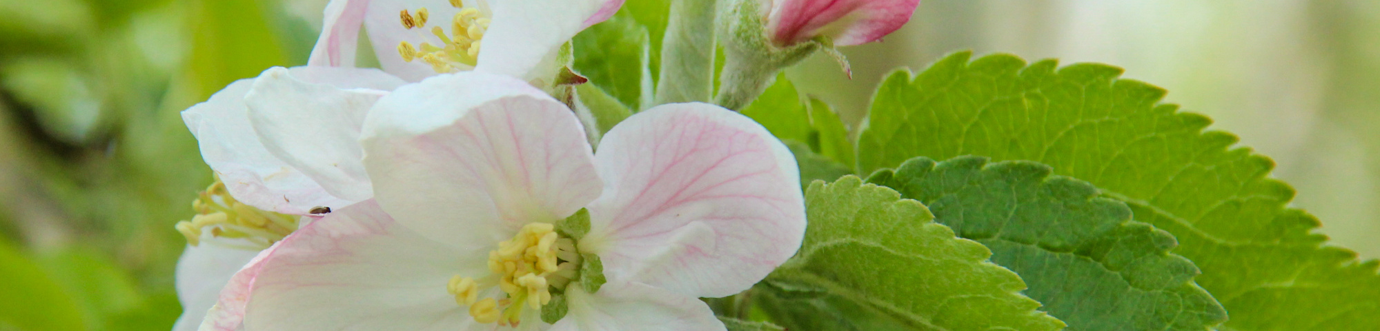 Malus domestica 'Groninger Kroon'