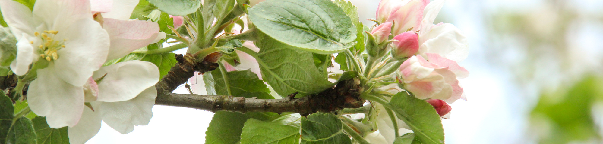 Malus domestica 'Jacques Lebel'
