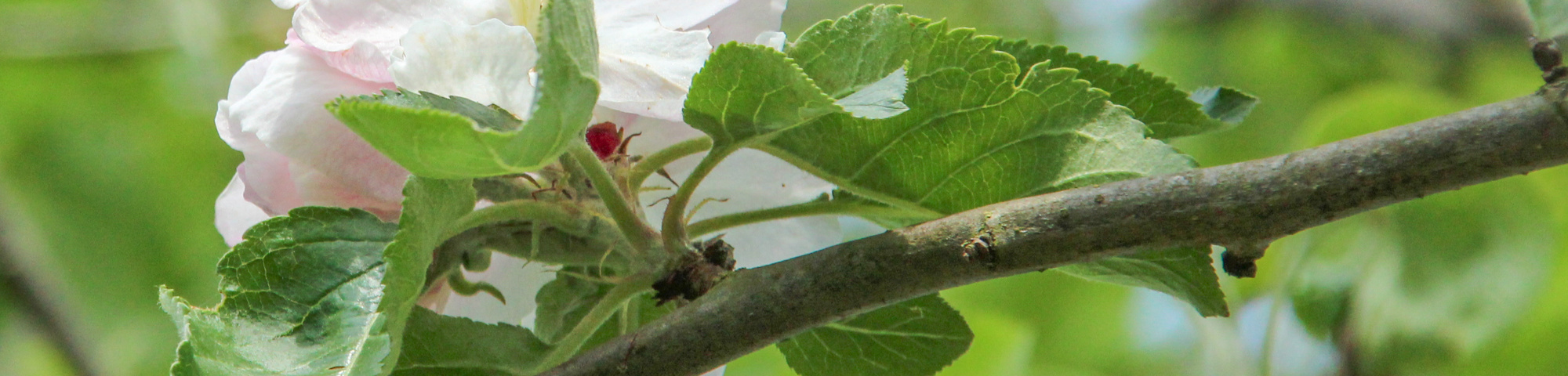 Malus domestica 'Notarisappel'