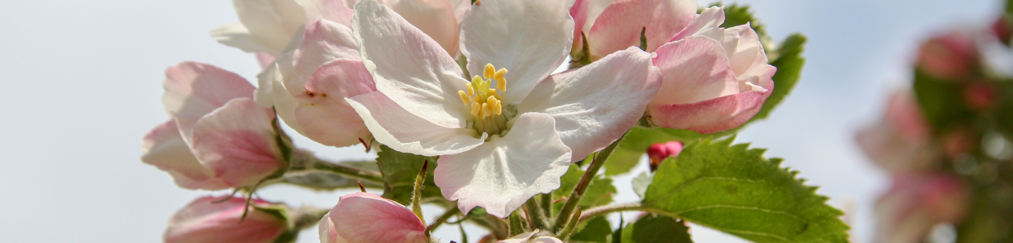 Malus domestica 'Rode Boskoop'