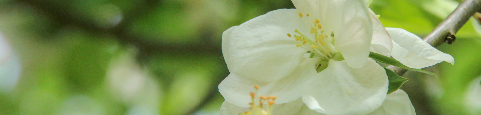 Malus domestica 'Roter Gravensteiner'