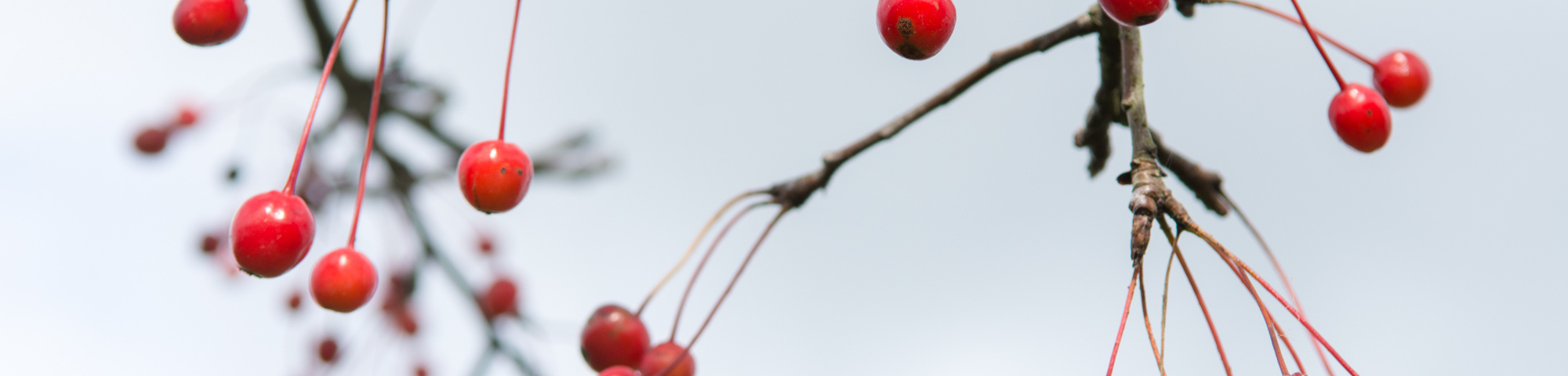 Malus 'Donald Wyman'