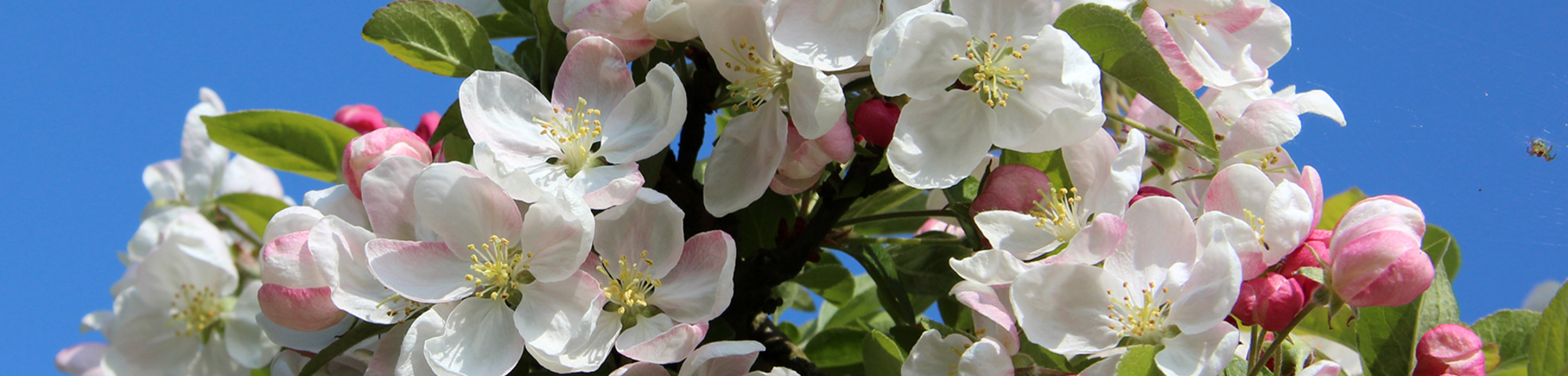 evereste malus ebben treeebb