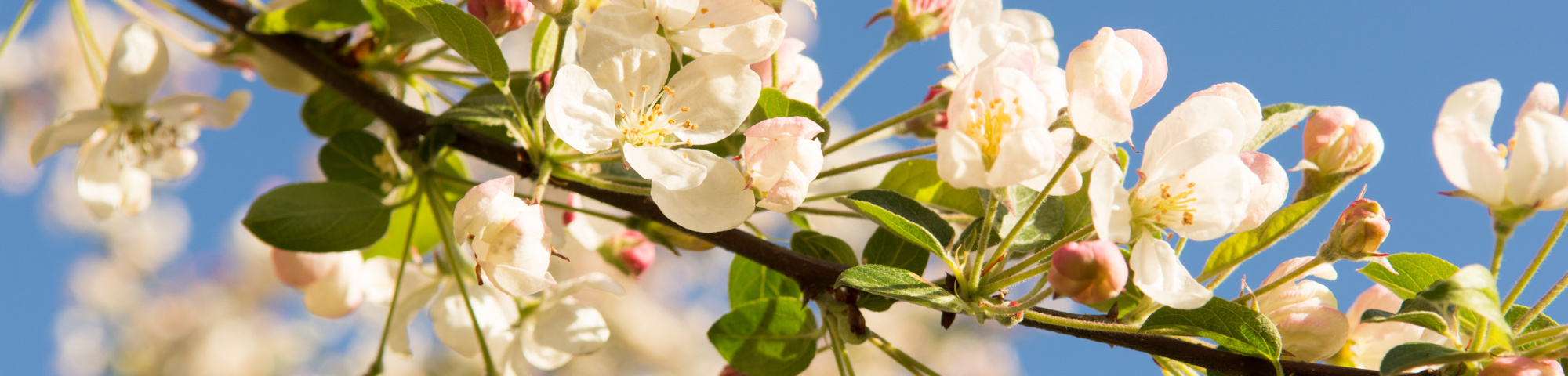 Malus 'Evereste'