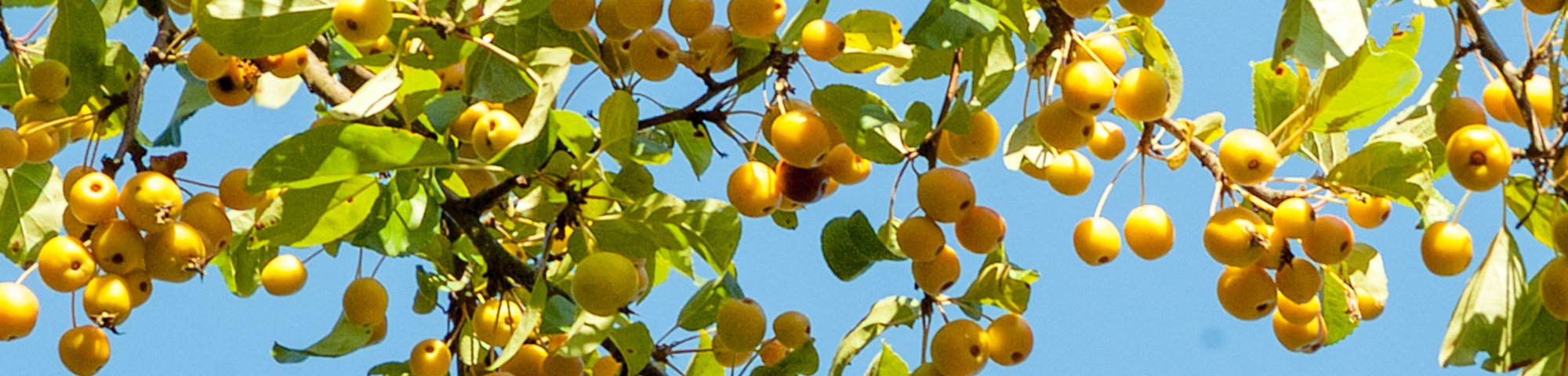 Malus 'Golden Hornet'