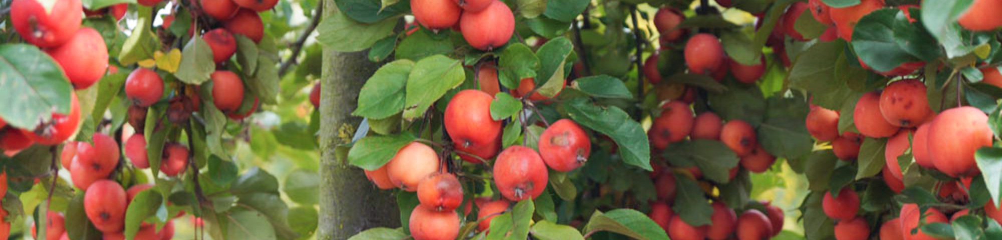 Malus 'Gorgeous'